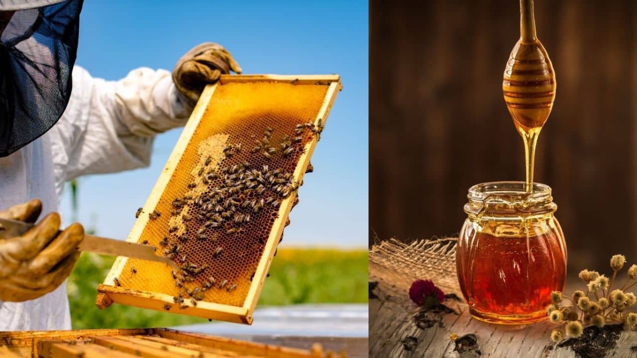 Bee Keeping Farming: 